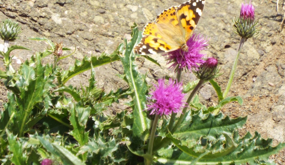 Carduus cfr defloratus (Asteraceae)